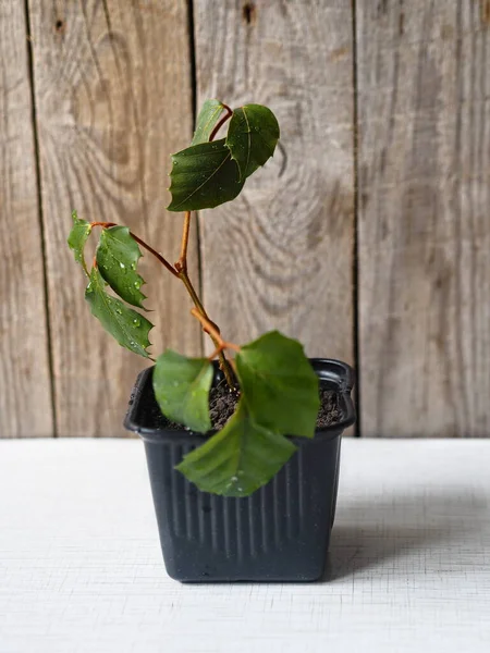 Inicio planta CISSUS, o casa de abedul. Los procesos de reproducción. Una planta joven en una olla negra sobre un fondo de madera . — Foto de Stock