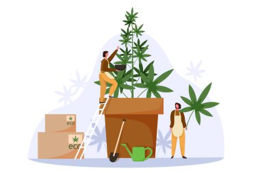 İnsanlar yasal satış için esrar yetiştiriyor. Marihuana çiftliği konsept vektör çizimi. Ot ekimi, kenevir bitkisi, kenevir tarım endüstrisi..