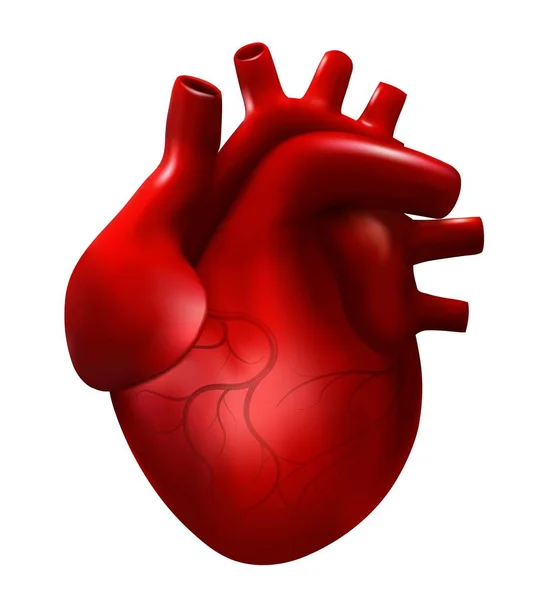 Illustrazione realistica del vettore del cuore umano. Modello di cardiologia 3d isolato su fondo bianco. Cuore rosso, organo interno, icona anatomica . — Vettoriale Stock