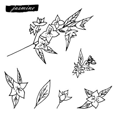 Güzel el çizimi yasemin çiçeği seti. Yasemin çiçeği. Karalama stili vektöründe bahar çiçekleri.