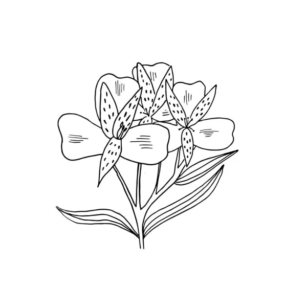 Beautiful Hand Drawn Alstroemeria Flower Wild Flower Flowers Doodle Style — 스톡 벡터