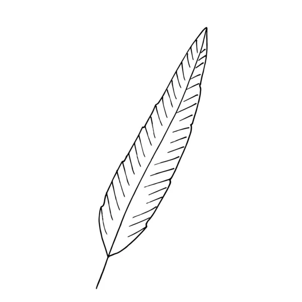 Single Hand Drawn Feather Doodle Style Vector — Stock Vector