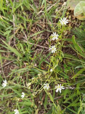 Çim fotoğrafındaki küçük beyaz çiçekler. Bahar ve yaz çiçekleri. Doğa.