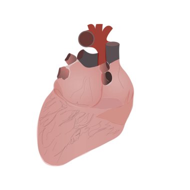 İnsan Kalbi Beyaz Arkaplan Görünümü 'nde izole edildi. Vektör İllüstrasyonu 