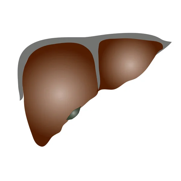 Human Liver Icon Flat Design Isolated White Background Англійською Векторний — стоковий вектор