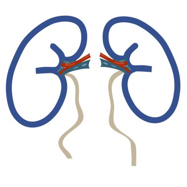 İnsan Böbrekleri Yapısı Basit Taslak. Sağlıklı Vücut Kavramı. Vektör İllüstrasyonu