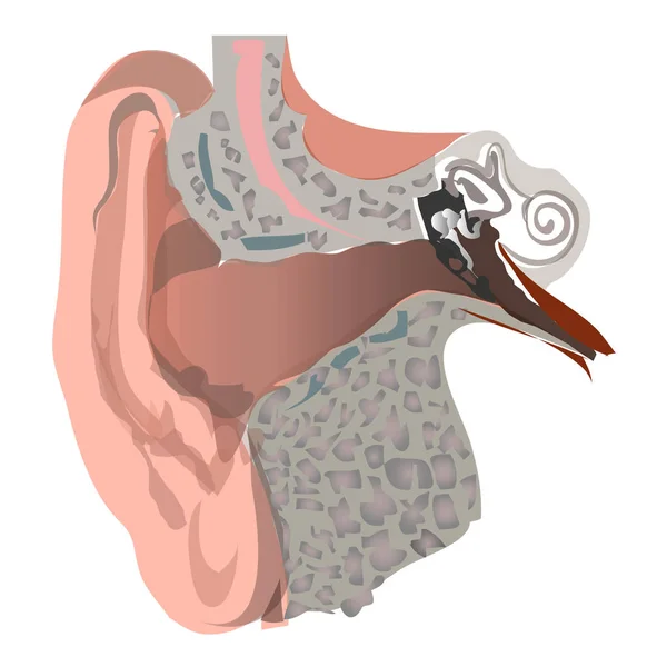 Estructura Del Oído Humano Vista Cortada Ilustración Vectorial — Archivo Imágenes Vectoriales