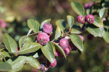 Botanik Bahçesindeki Bush     