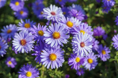  Ormanda büyüyen çiçekler    