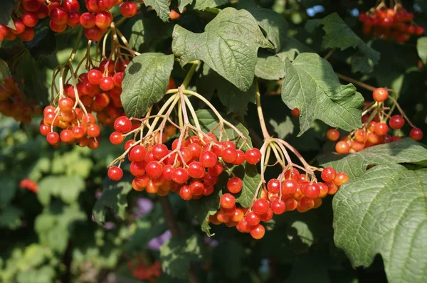 Red Berries Viburnum Branch — Stock Photo, Image