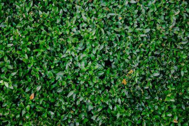Bitmeyen yeşil boxwood yapraklarının doğal yeşil arkaplanı.