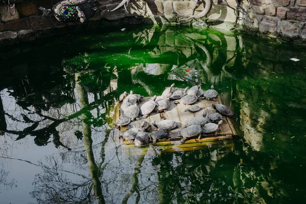 Schildkröten Teich Viele Schildkröten Treiben Auf Einem Floß Einem Klaren — Stockfoto