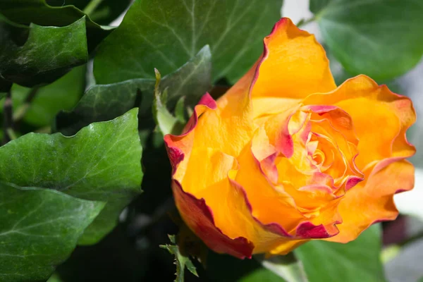 Rose Trädgården Ljus Vågig Apelsinros Med Maroon Gräns Närbild Mot — Stockfoto