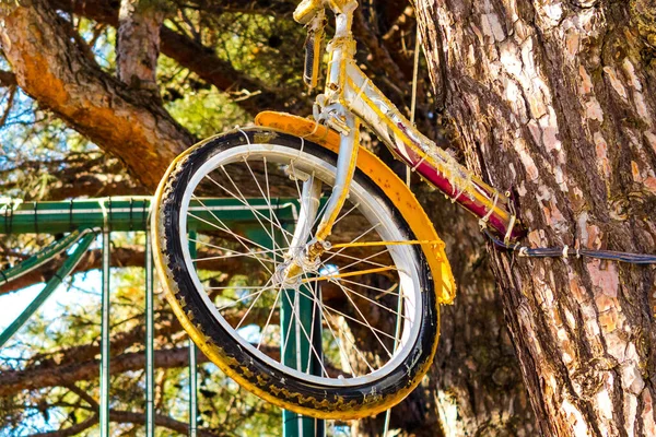 Recreation and sports. Wheel of a decorative Bicycle with electric illumination for the night glow of lights passing through the trunk of a pine tree at an altitude of on a Sunny day.