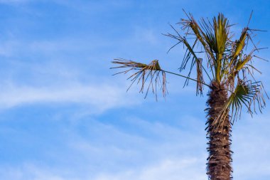 Mavi bulutlu gökyüzüne karşı subtropikal palmiye ağacı, yatay biçimde alt görünüm, solda kopyalama alanı