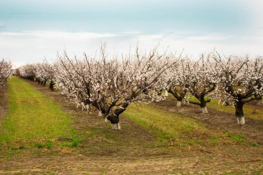 Krasnodar bölgesinde ilkbaharda çiçek açan meyve bahçesi (kayısı). Çimenlerin ve gökyüzünün arka planına karşı perspektifte çiçek açan ağaç sıraları (ufuk)