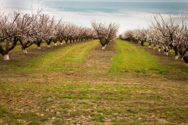Krasnodar bölgesinde ilkbaharda çiçek açan meyve bahçesi (kayısı). Çimenlerin ve gökyüzünün arka planına karşı perspektifte çiçek açan ağaç sıraları (ufuk)