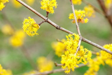 Kartpostal için sarı çiçek arkaplanı. Dogwood baharda çiçek açıyor. Arka plan bulanıklığıyla yakın plan.