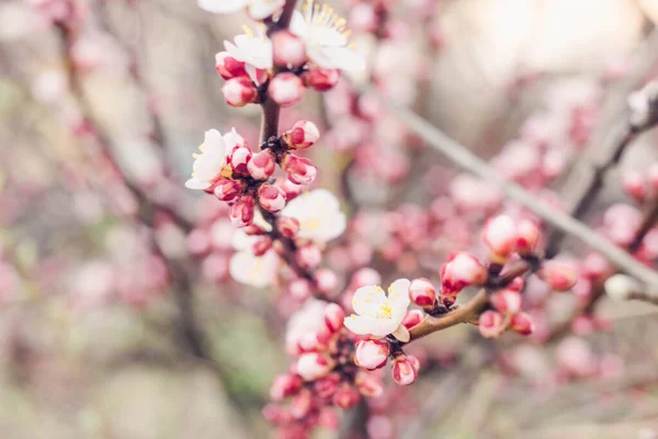 Delicate floral background. Pink blossoming branches of a fruit bearing cherry tree in a garden in spring in Russia close up with a blurred background