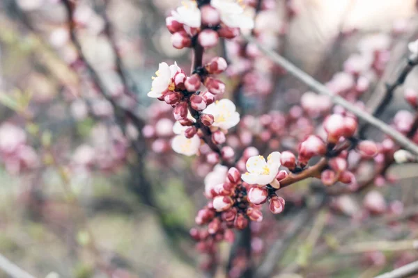 Delicate floral background. Pink blossoming branches of a fruit bearing cherry tree in a garden in spring in Russia close up with a blurred background