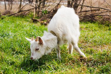 Baharda çayırda bir keçi. Tasmalı beyaz bir keçi kırsalda ot yer..