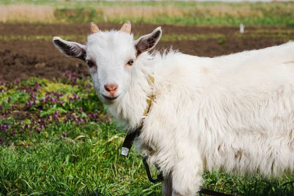 Una Cabra Pasto Primavera Una Cabra Blanca Con Collar Una — Foto de Stock