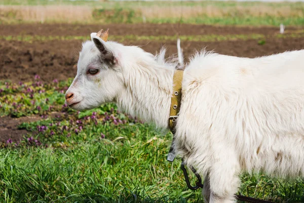 Una Cabra Pasto Primavera Perfil Una Cabra Blanca Con Collar — Foto de Stock