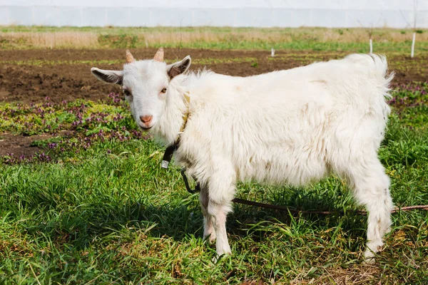Una Cabra Pasto Primavera Una Cabra Blanca Con Collar Una — Foto de Stock