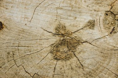 Ağaç gövdesinin ahşap bir kulübesinin dokusu klasik tarzda. Merkezden yakın çekim çatlakları olan kuru eski ahşap kütük, üst manzara. Boşluğu kopyala.