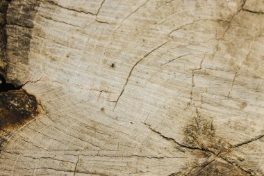 Ağaç gövdesinin ahşap bir kulübesinin dokusu klasik tarzda. Yakın plan çatlaklı, kuru ahşap kütük, üst manzara. Boşluğu kopyala.