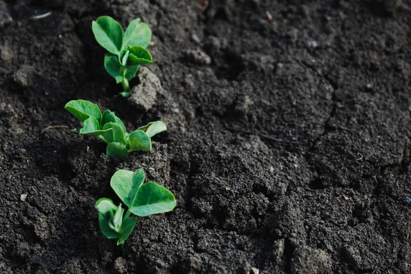 Green peas sprouted in the soil. Several shoots of green dessert peas planted in the open ground in the spring in Russia close-up with Kopi space. The view from the top