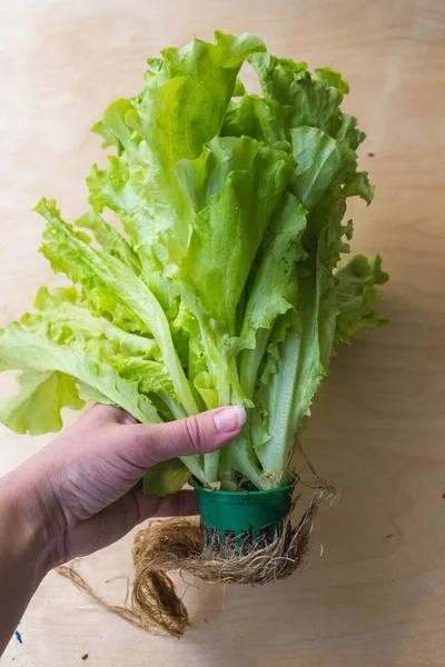 Healthy food. Growing lettuce in a pot. A woman\'s hand holding a Bush of leafy curly lettuce with juicy green leaves growing in a pot, vertically