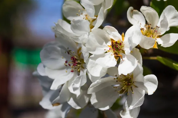 Flor Pera Flores Peral Blanca Con Estambres Detallados Cerca Abril — Foto de Stock