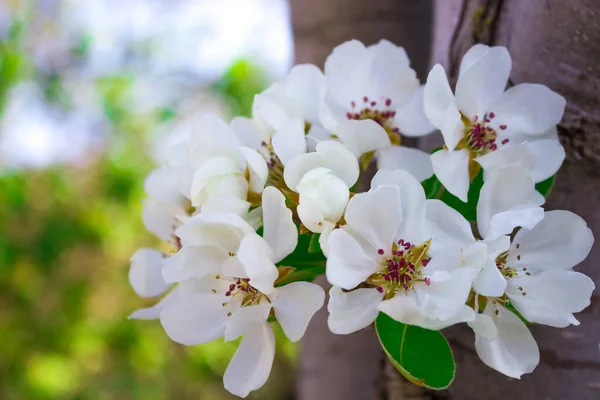 Huerto Primavera Rama Floreciente Peral Frutal Con Flores Blancas Hojas — Foto de Stock