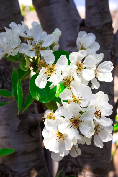 Jardín Primavera Rama Floreciente Peral Frutal Con Flores Blancas Hojas — Foto de Stock