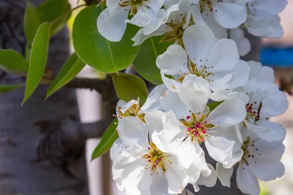 Huerto Primavera Rama Floreciente Peral Frutal Con Flores Blancas Hojas — Foto de Stock