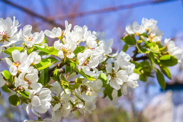 Delicado Fondo Flores Primavera Rama Floreciente Peral Frutal Con Flores — Foto de Stock