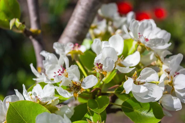 Huerto Primavera Rama Floreciente Peral Frutal Con Flores Blancas Hojas — Foto de Stock