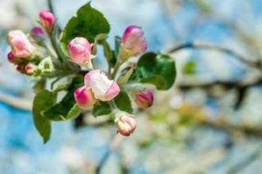 Bahçesinde çiçek açan bir elma ağacı dalı olan bir kartpostal için yumuşak bir bahar arkaplanı. Baharda açan pembe elma çiçeğinin dokusu mavi gökyüzüne yakın plan detaylarıyla bulanıklaşır..