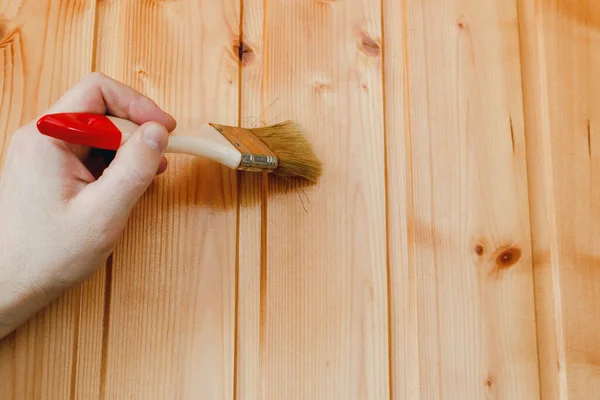 Paint coating and protection of wooden surfaces. A brush in the hand of a worker who covers a wooden wall made of pine center-beaded board with varnish for interior work, with copy space