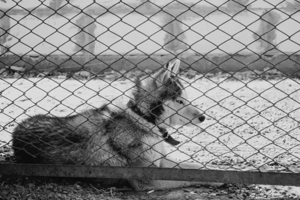 The house is guarded by a guard dog. Husky in a collar with a strict and gaze sits behind a fence in the yard of a house under construction and guards it, black and white photo.
