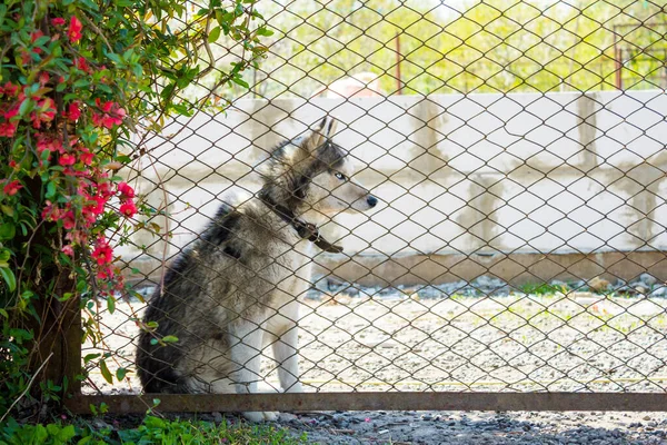 House Guarded Guard Dog Husky Collar Strict Gaze Sitting Fence — Stock Photo, Image