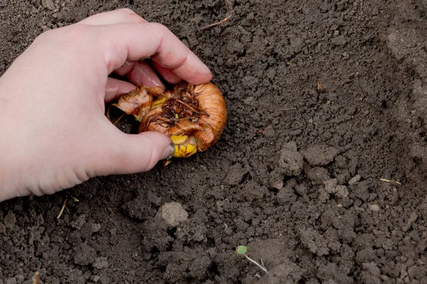 Kukkaviljely Valmistelu Istutus Gladiolus Sipulit Maahan Keväällä Keltainen Gladioluslamppu Kuoressa — kuvapankkivalokuva