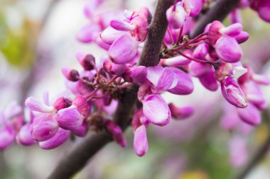 Baharda çiçek açan süs ağaçları, kartın arka planı. Pembe (mor) çiçekli, arka planda bulanık bir Cercis kanadensis dalı..