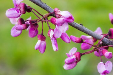 Baharda çiçek açan süs ağaçları, kartın arka planı. Yeşil bulanık arkaplanda pembe (mor) çiçekli Cercis kanadensis dalı.