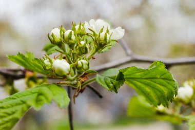 Bahçede çiçek açan fındıklar ile güzel bir bahar arkaplanı. Fındık dalıyla yeşil taze yapraklar ve beyaz çiçekler baharda yakın planda bulanık bir gökyüzüne karşı.