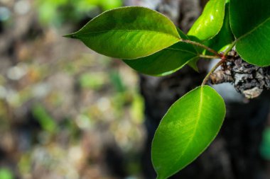 Baharın bahçede uyanması, eski armut hortumunun yeni hayatı. Arka plan bulanıklığı olan bir meyve ağacının (armut) eski gri gövdesinde açan yeşil yapraklı genç bir filizlenme