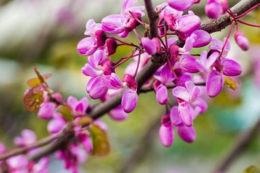 Baharda çiçek açan süs ağaçları, kartın arka planı. Pembe (mor) çiçekli, arka planda bulanık bir Cercis kanadensis dalı..