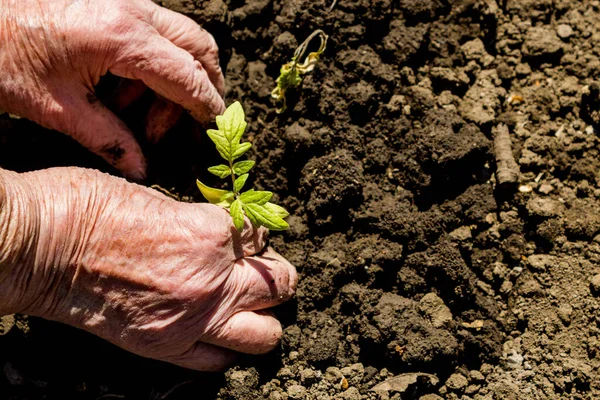 The concept of transferring life from old to young, old age and youth, birth rate and life. Elderly wrinkled hands of an old woman (grandmother) plant young tomato seedlings in the ground (ground).