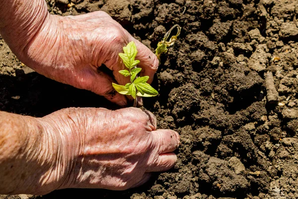 Hayatı yaşlılıktan gençliğe, yaşlılığa ve gençliğe, doğum oranına ve hayata aktarma kavramı. Yaşlı bir kadının (büyükanne) kırışık elleri toprağa taze domates tohumu eker.).